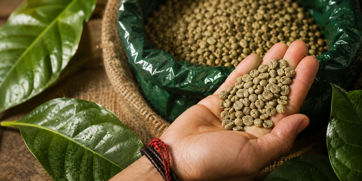 Green Coffee: The Bean Before the Roast
